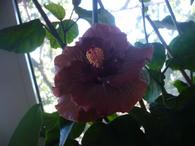 P1350337 - HIBISCUSI 2017-4