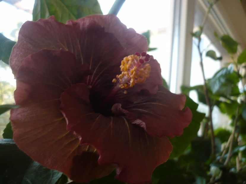 P1350338 - HIBISCUSI 2017-4