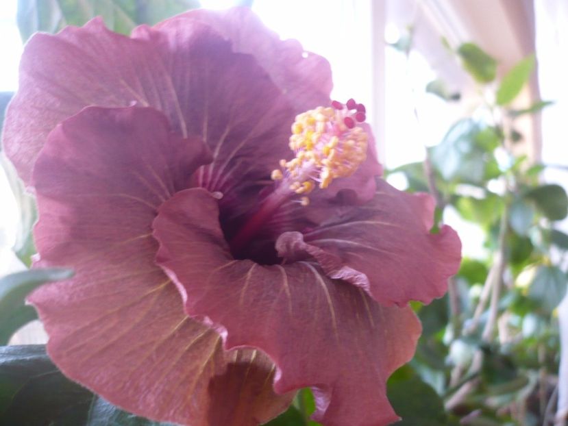 P1350340 - HIBISCUSI 2017-4