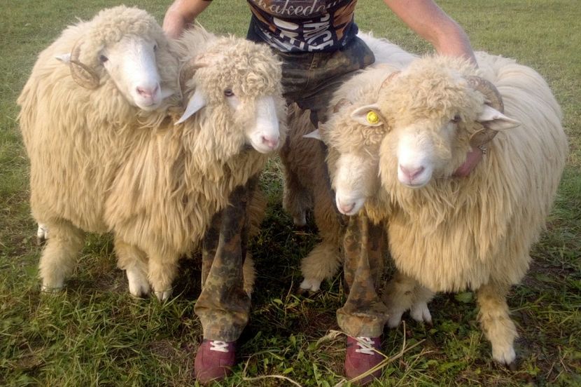  - Berbecuti 2016-2017-2018