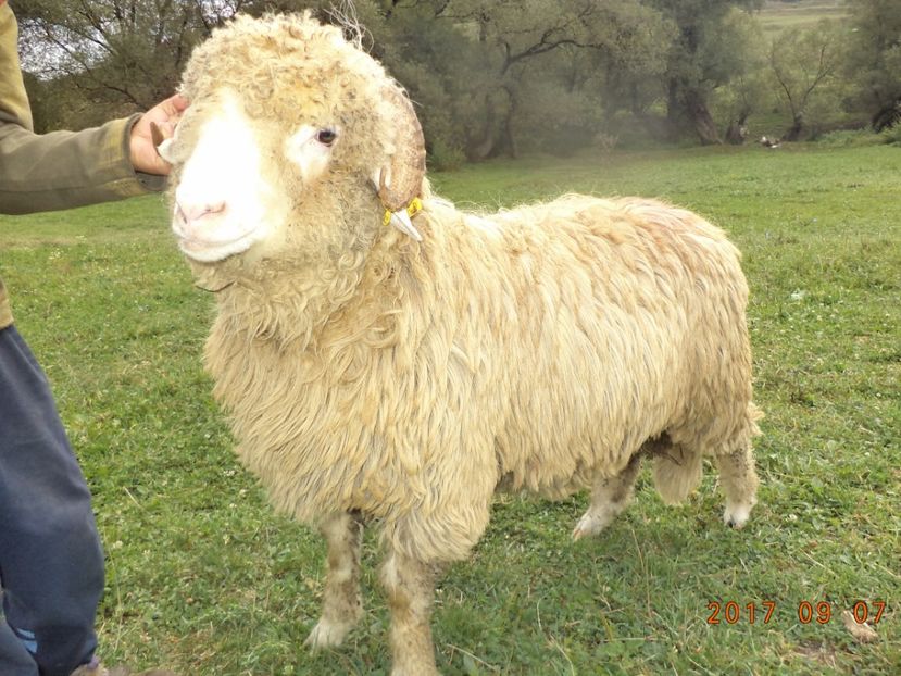  - Berbecuti 2016-2017-2018