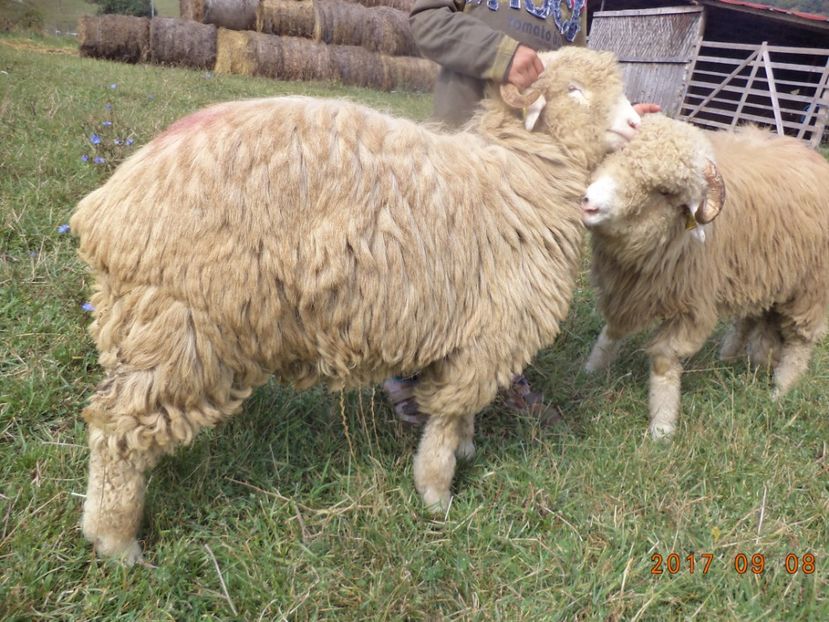  - Berbecuti 2016-2017-2018