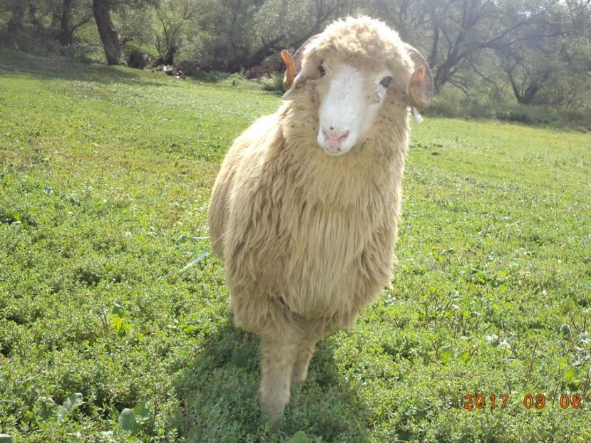  - Berbecuti 2016-2017-2018