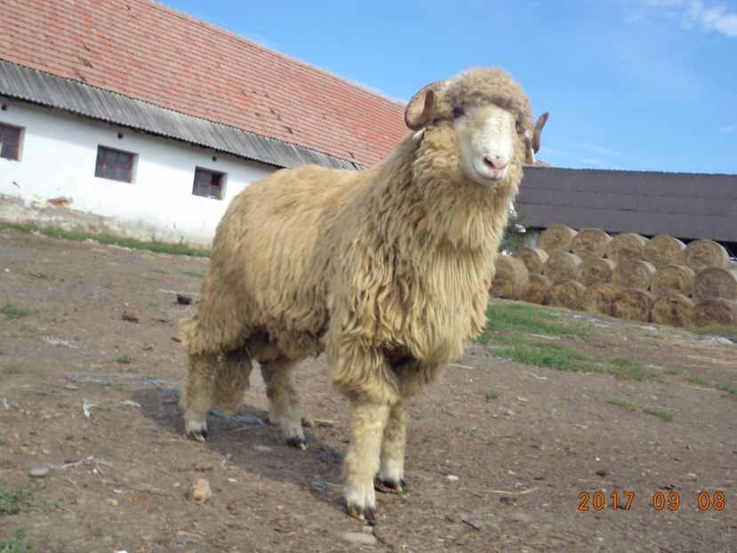  - Berbecuti 2016-2017-2018