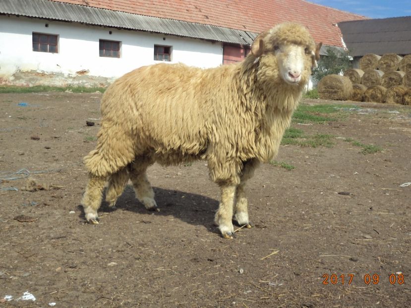  - Berbecuti 2016-2017-2018