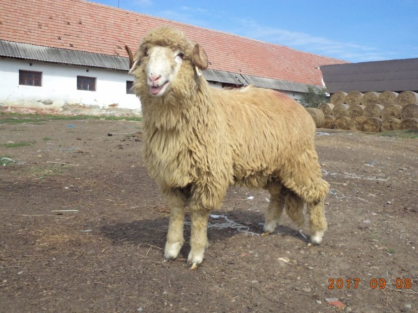  - Berbecuti 2016-2017-2018