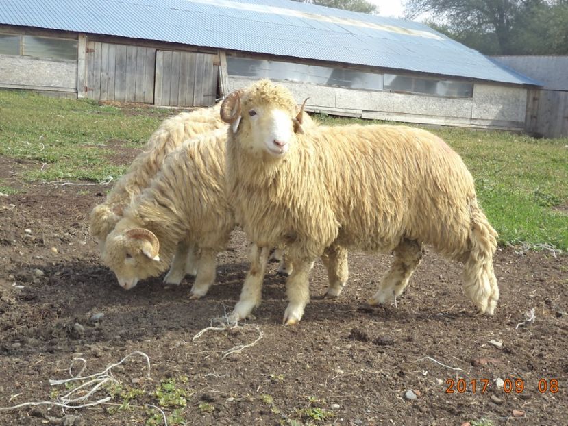  - Berbecuti 2016-2017-2018