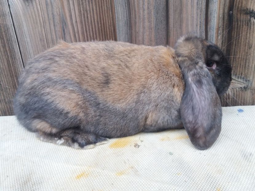 29.10.2017 - a_F_THURINGER_C