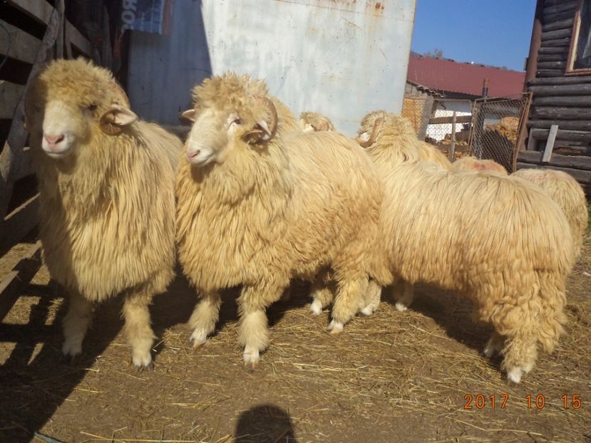  - Berbecuti 2016-2017-2018