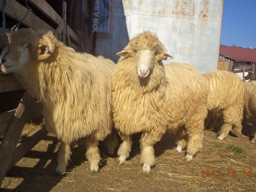  - Berbecuti 2016-2017-2018