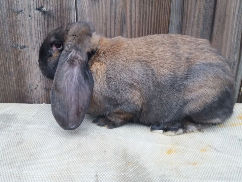 5.2 kg! - a_F_THURINGER_C