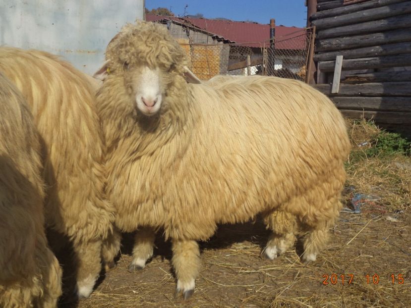  - Berbecuti 2016-2017-2018