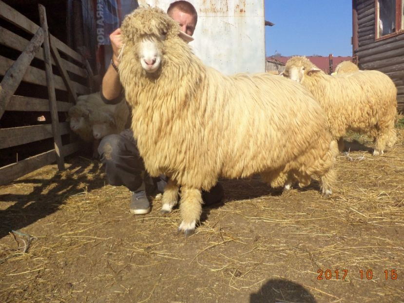  - Berbecuti 2016-2017-2018