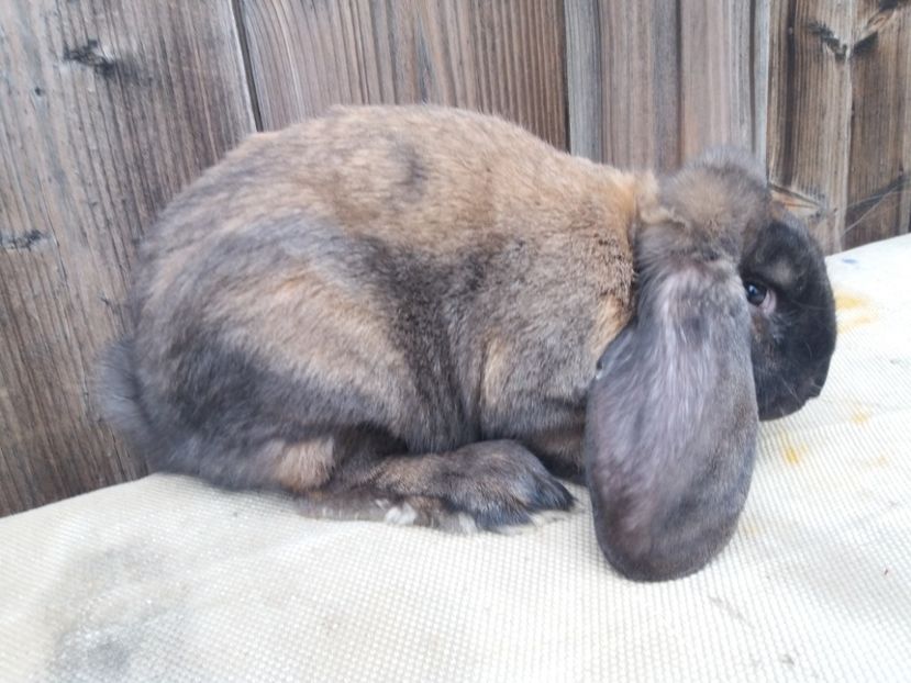 ..29.10.2017! - a_F_THURINGER_C