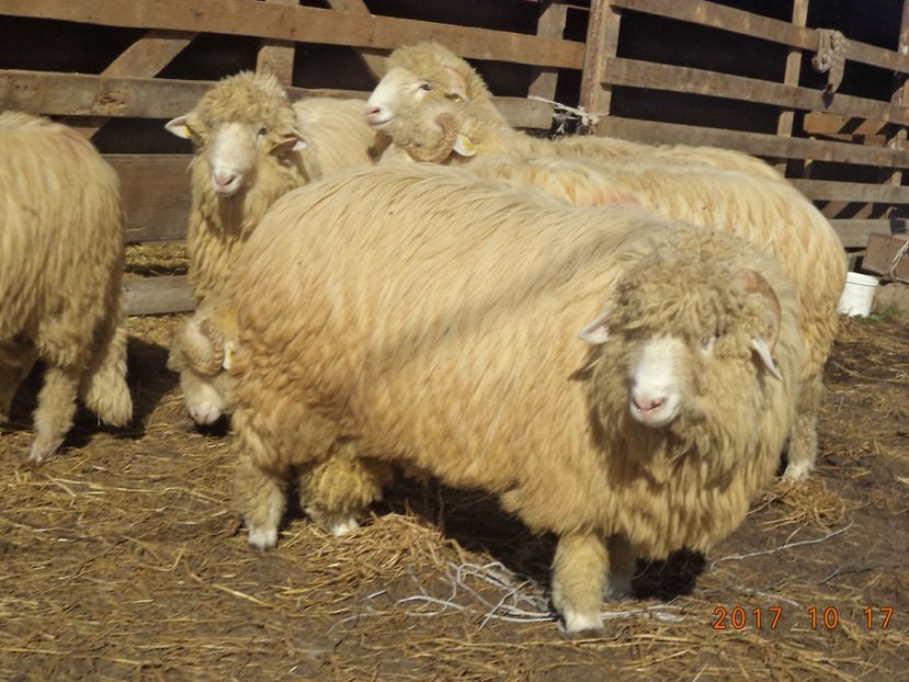  - Berbecuti 2016-2017-2018