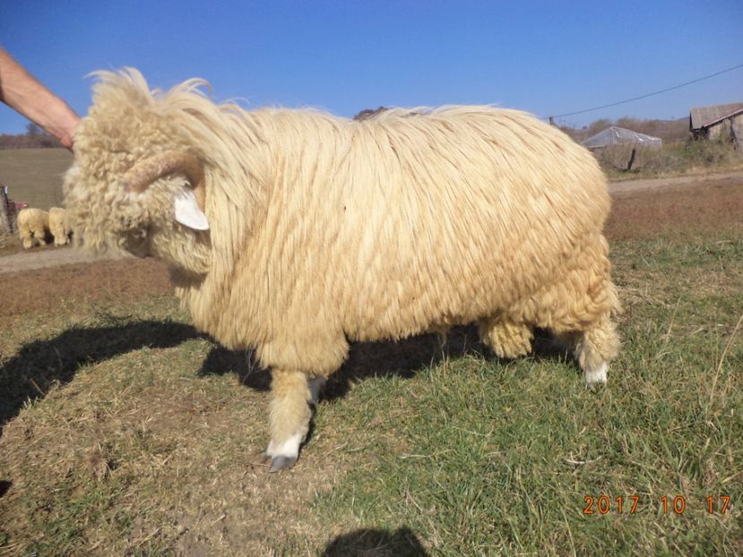  - Berbecuti 2016-2017-2018