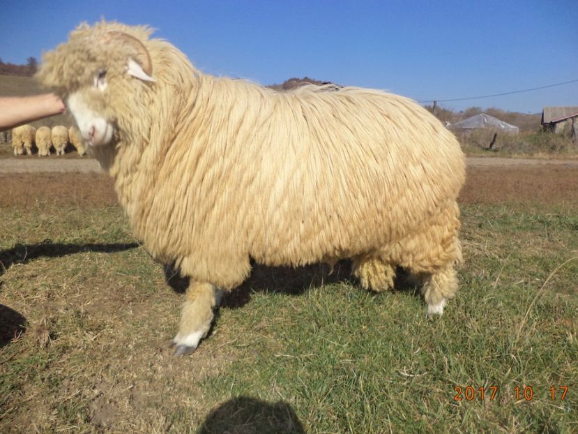  - Berbecuti 2016-2017-2018