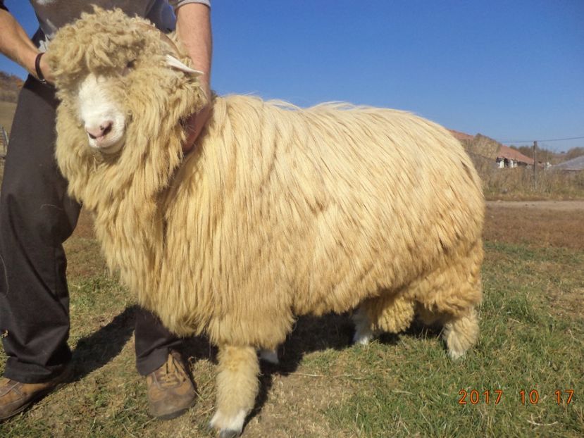  - Berbecuti 2016-2017-2018