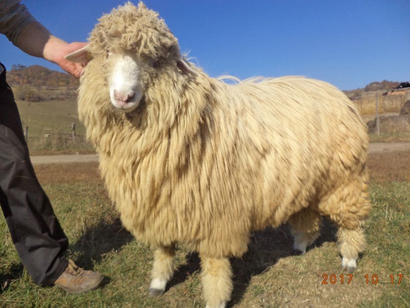  - Berbecuti 2016-2017-2018