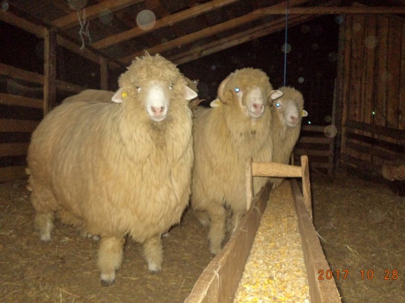  - Berbecuti 2016-2017-2018