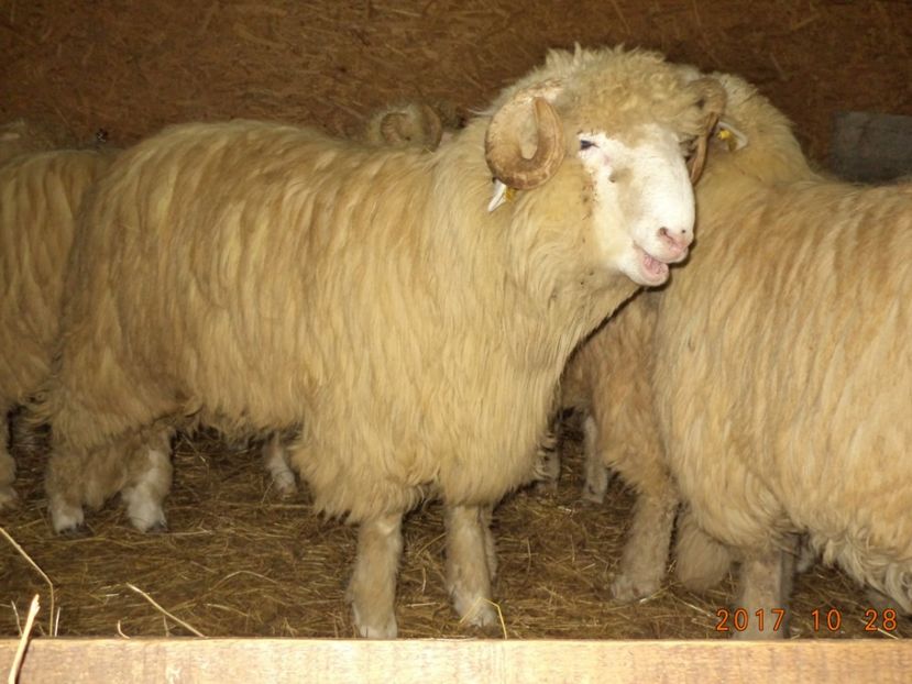  - Berbecuti 2016-2017-2018