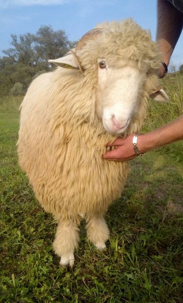  - Berbecuti 2016-2017-2018