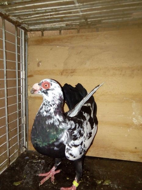 M 2017 - Indian german 2017