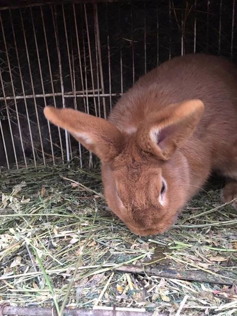 jkd5 - 3 Pereche neozeelandez roșu