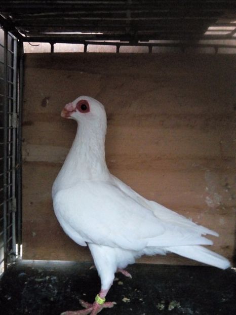 M 2017 - Indian german 2017