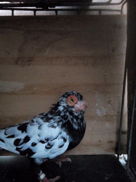 M 2015 - Indian german 2017