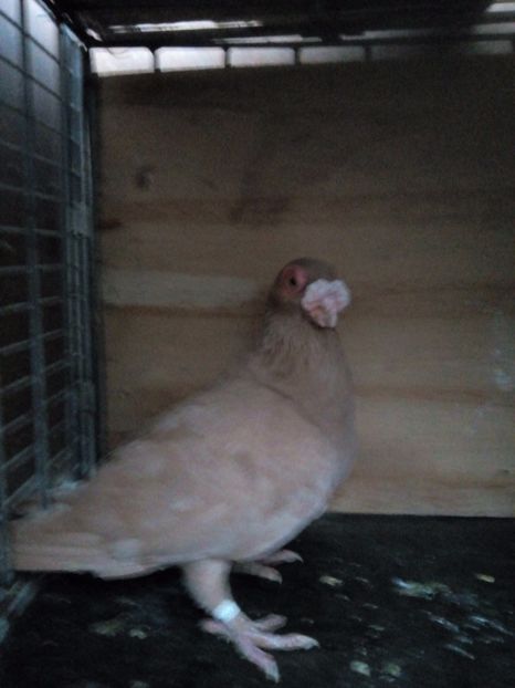 F 2015 - Indian german 2017