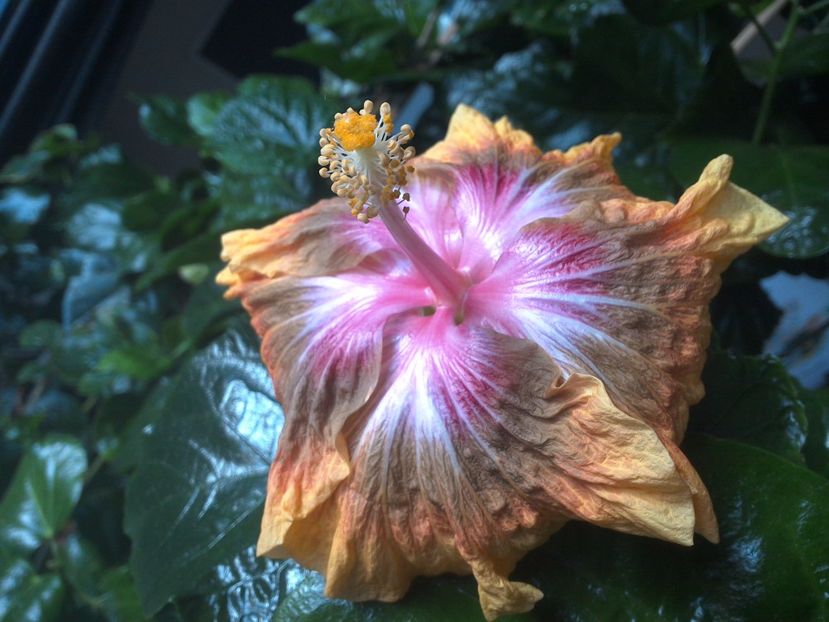 WIN_20171029_134945 - Jeanette Elliff