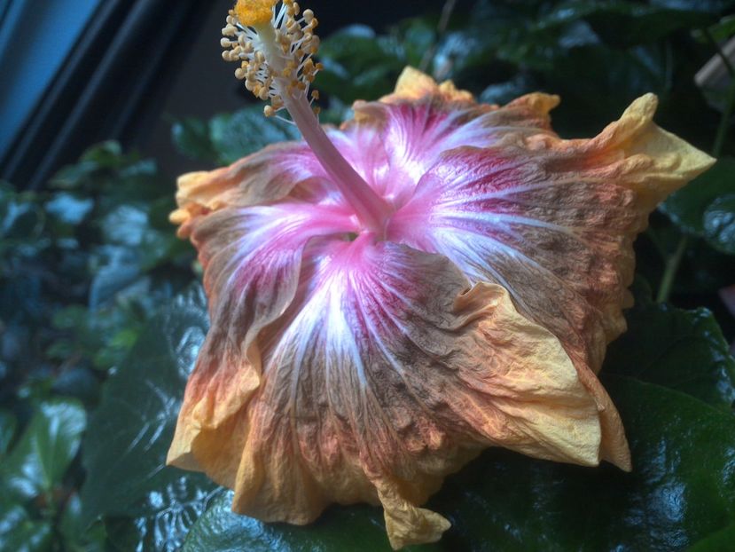 WIN_20171029_134952 - Jeanette Elliff