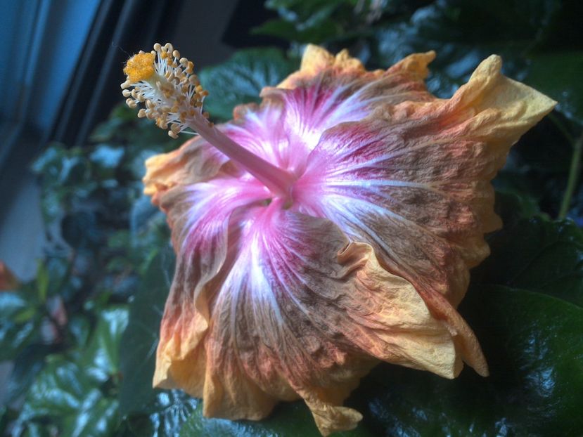 WIN_20171029_134954 - Jeanette Elliff