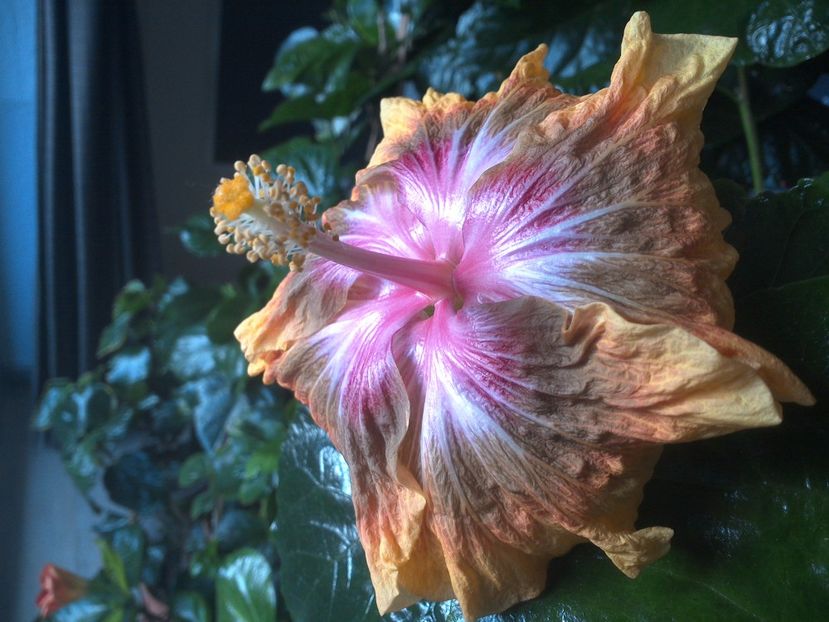 WIN_20171029_135014 - Jeanette Elliff