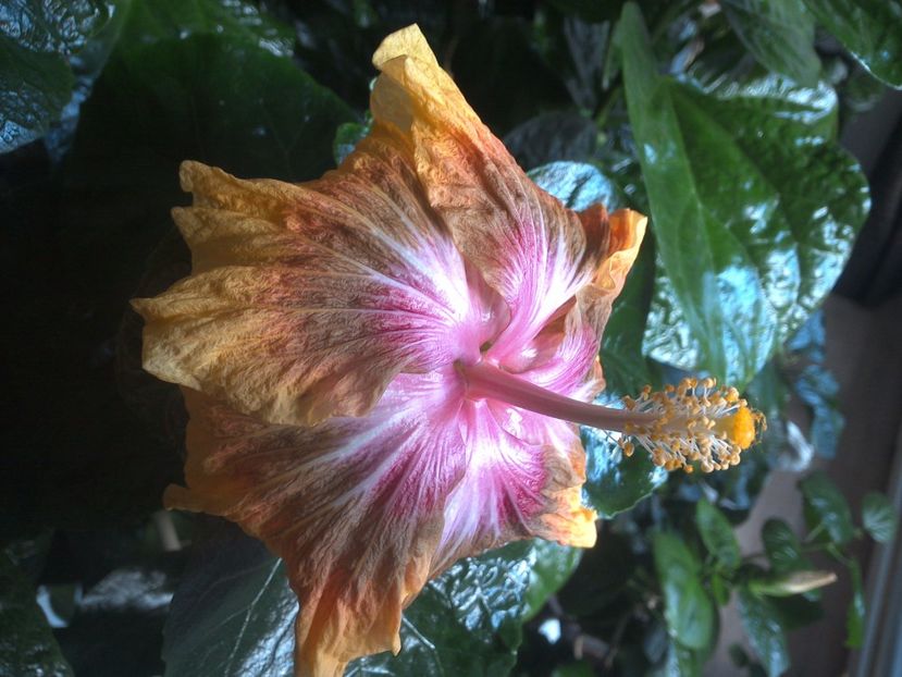 WIN_20171029_134653 - Jeanette Elliff