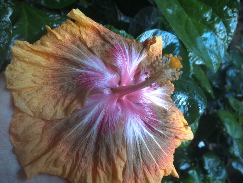 WIN_20171029_134723 - Jeanette Elliff