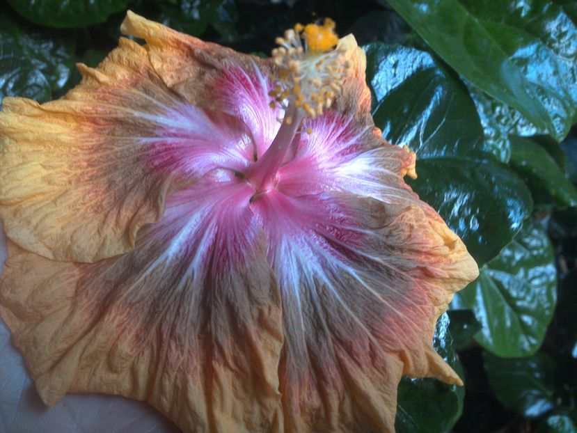 WIN_20171029_134726 - Jeanette Elliff