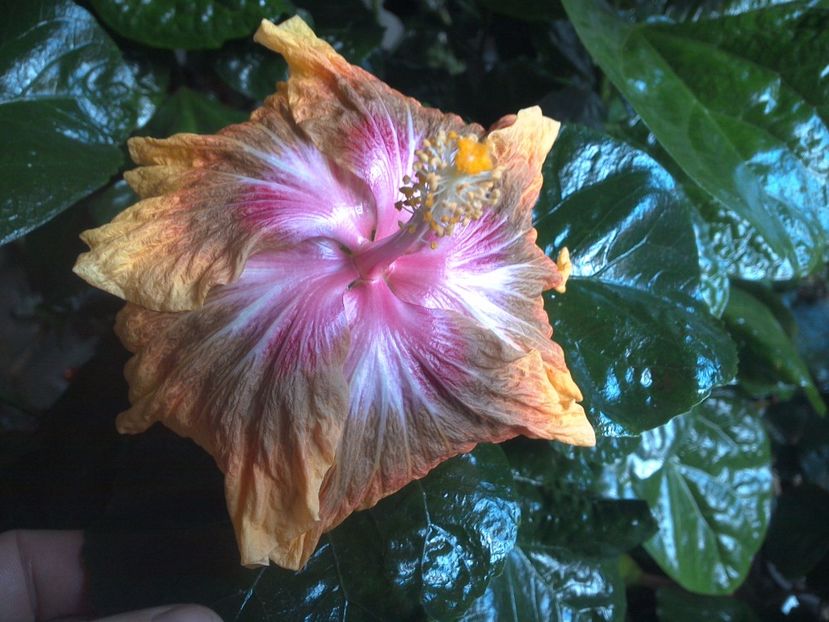 WIN_20171029_134801 - Jeanette Elliff