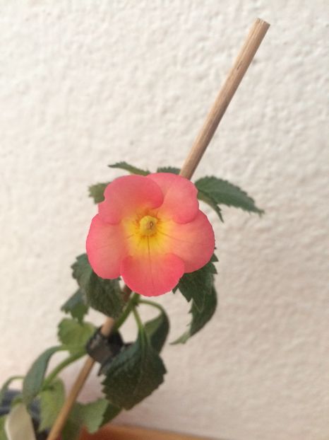 Amie Saliba - Achimenes 2017-îngrijirea Achimenes