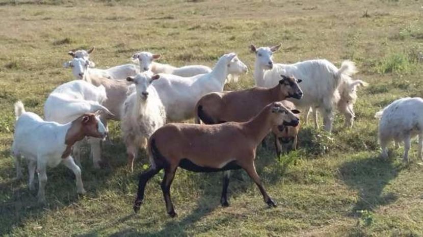 166684417_1_644x461_vand-capre-turnu-magurele - DE VANZARE