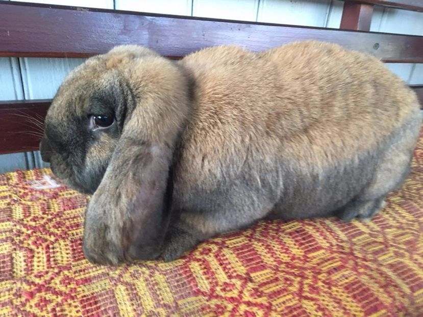  - 1 FEMELĂ BERBEC GERMAN