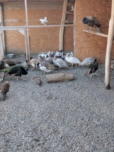  - P---PAUNI 2016-2018