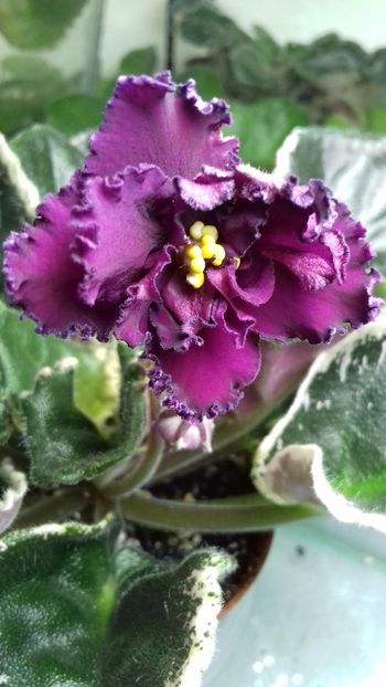 EK Moulin Rouge - VIOLETE DE COLECTIE 2017