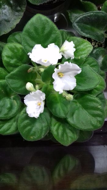 Alans  White  Feather - VIOLETE DE COLECTIE 2017