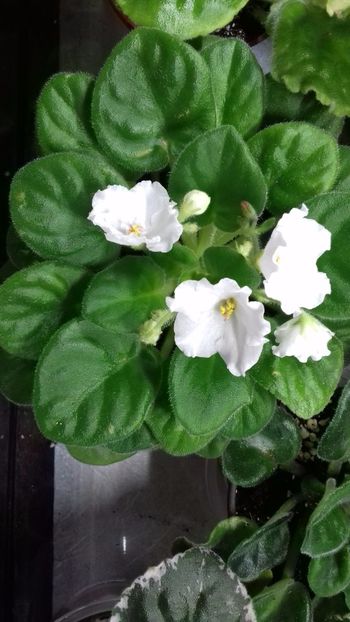  - VIOLETE DE COLECTIE 2017