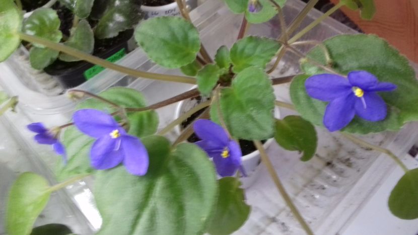 Tong Wensis - VIOLETE DE COLECTIE 2017