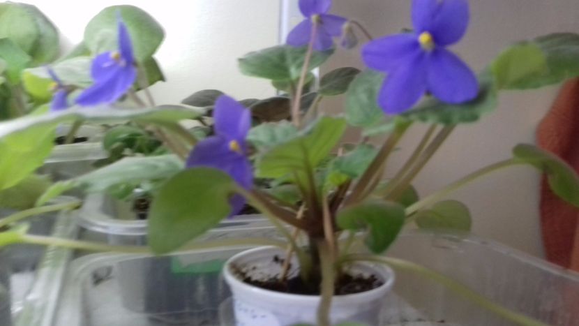 Tong wensis - VIOLETE DE COLECTIE 2017