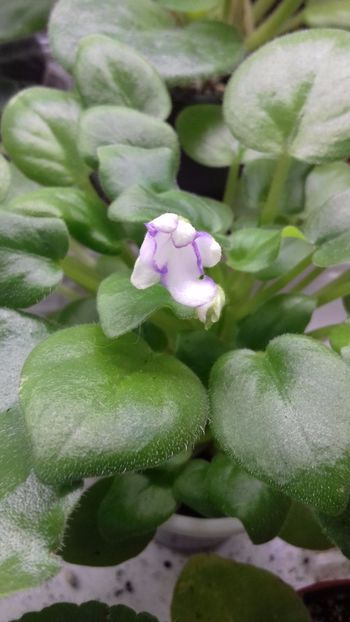 Roobs Humpto Do - VIOLETE DE COLECTIE 2017