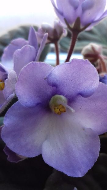  - VIOLETE DE COLECTIE 2017